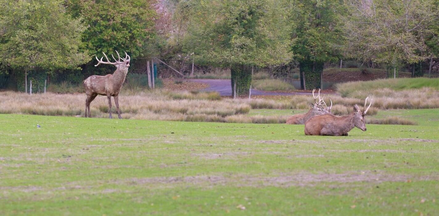 Le brame du cerf au Parc animalier de Sainte-Croix : immersion photographique au cœur de l’automne